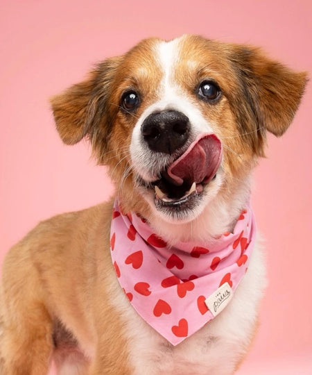 The-Paws-bandana-pour-chien-love-story