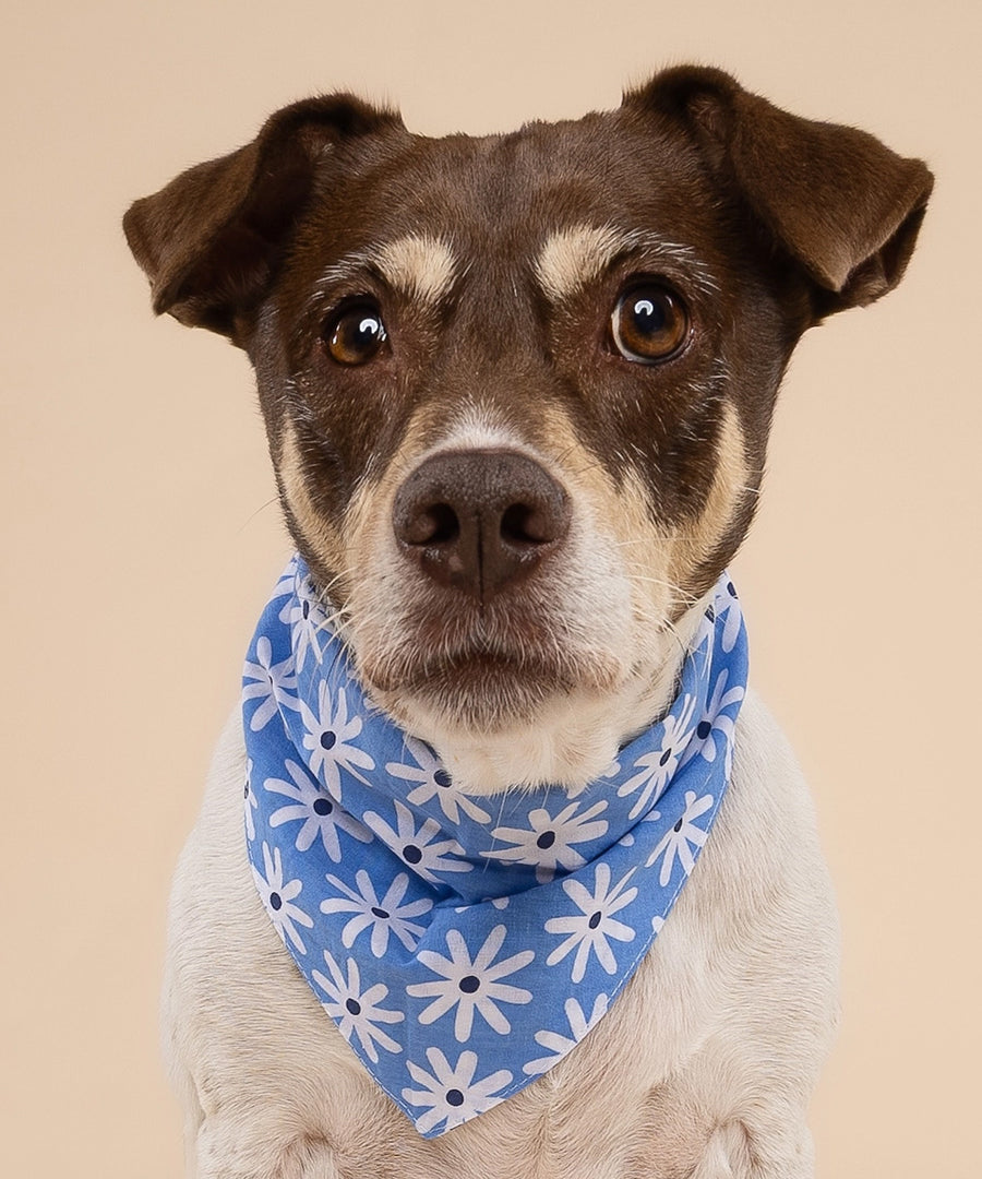 The-Paws-bandana-pour-chien-lyla-fleur-bleu