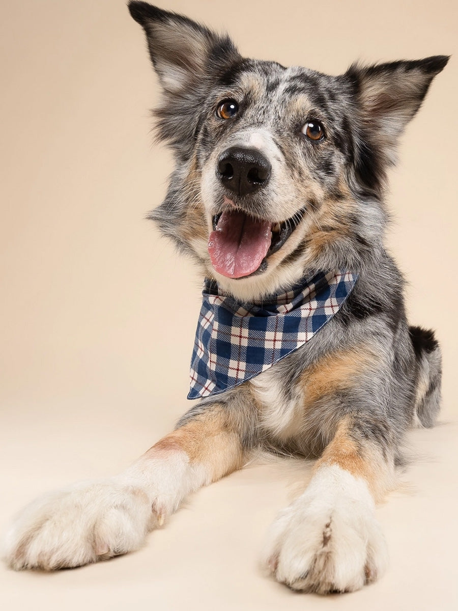 The-Paws-bandana-pour-chien-winter