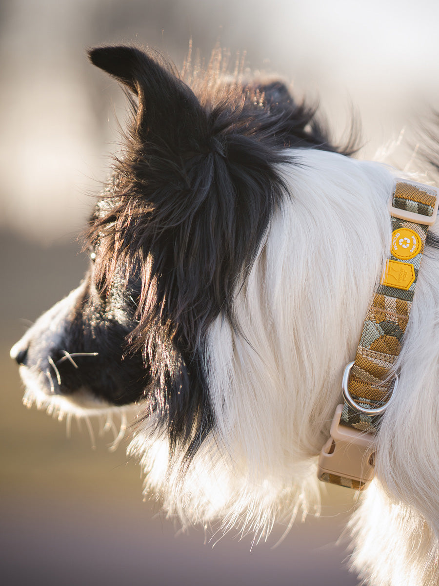 Woolly-Wolf-collier-pour-chien-Cloudbeam