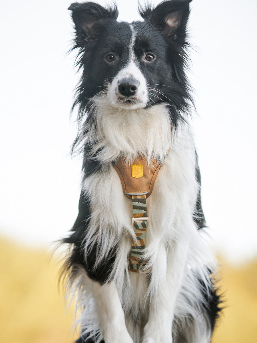 Woolly-Wolf-harnais-pour-chien-Cloudbeam