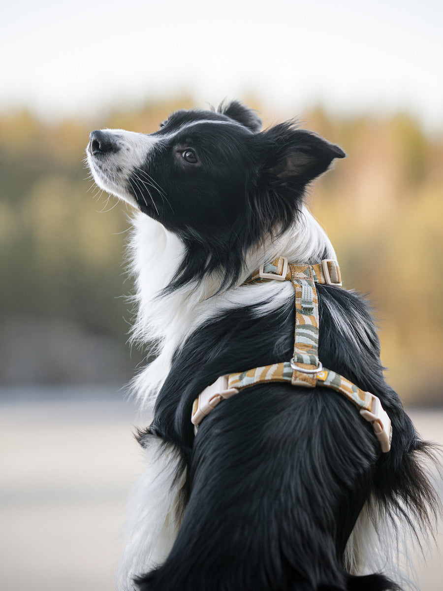 Woolly-Wolf-harnais-pour-chien-Cloudbeam