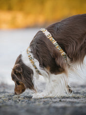 Woolly-Wolf-harnais-pour-chien-Cloudbeam