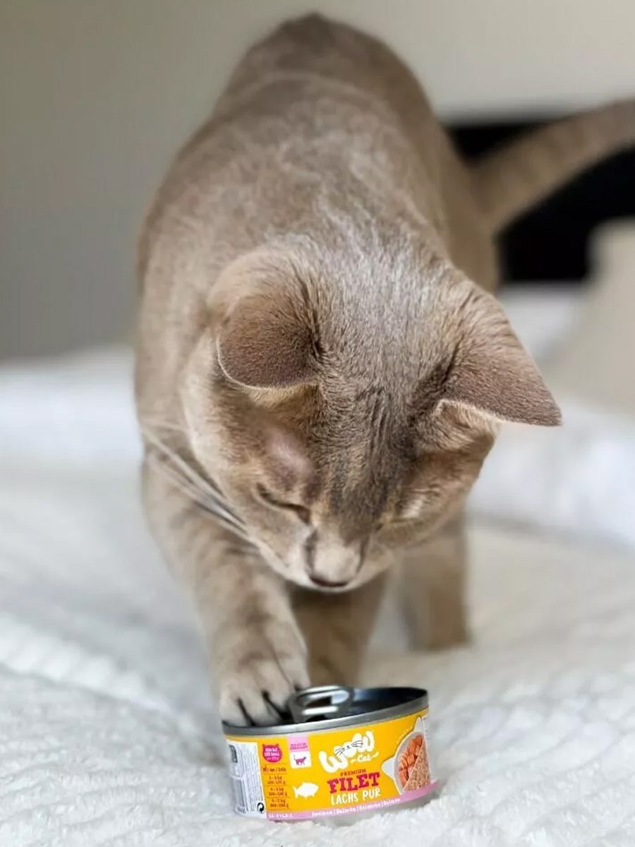 Wow-cat-filets-premium-saumon-pour-chat