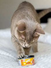 Wow-cat-filets-premium-saumon-pour-chat