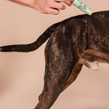 butchcare-soins-naturels-pour-chien-baume-reparateur-heal-balm