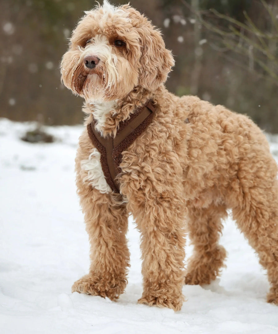 furlou-harnais-pour-chien-sherpa-marron