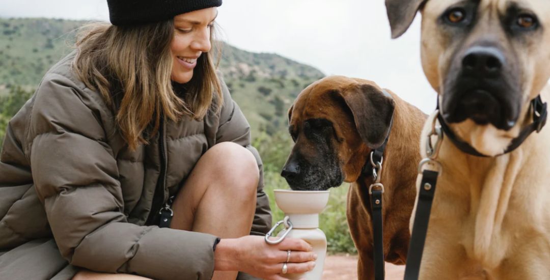 gourde pour chien springer - inooko