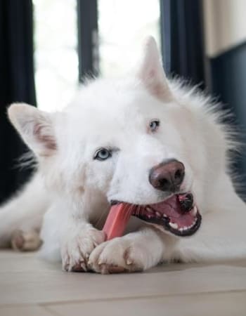 inooko-boutique-chien-fromage-de-yak-barre-souffée-450x300px