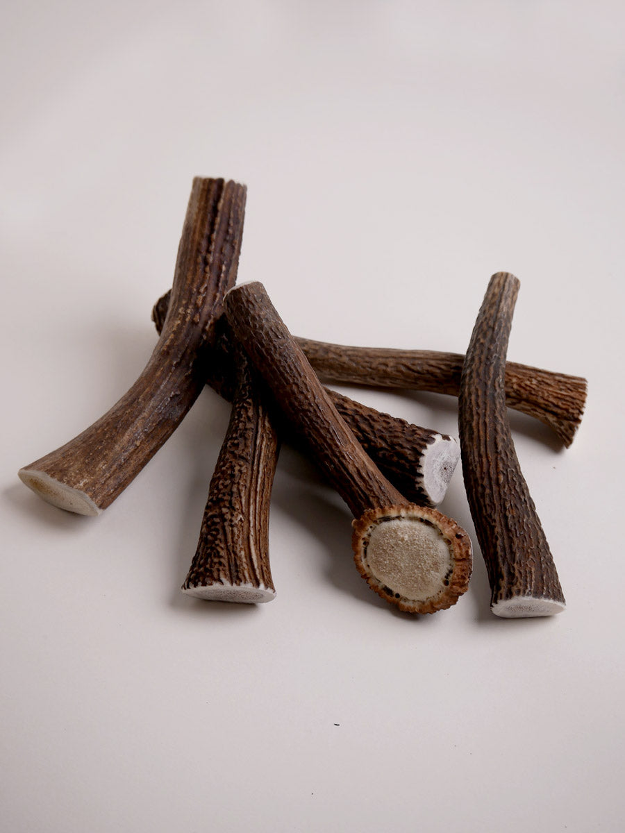 inooko-mastication-chien-bois-cerf-entier