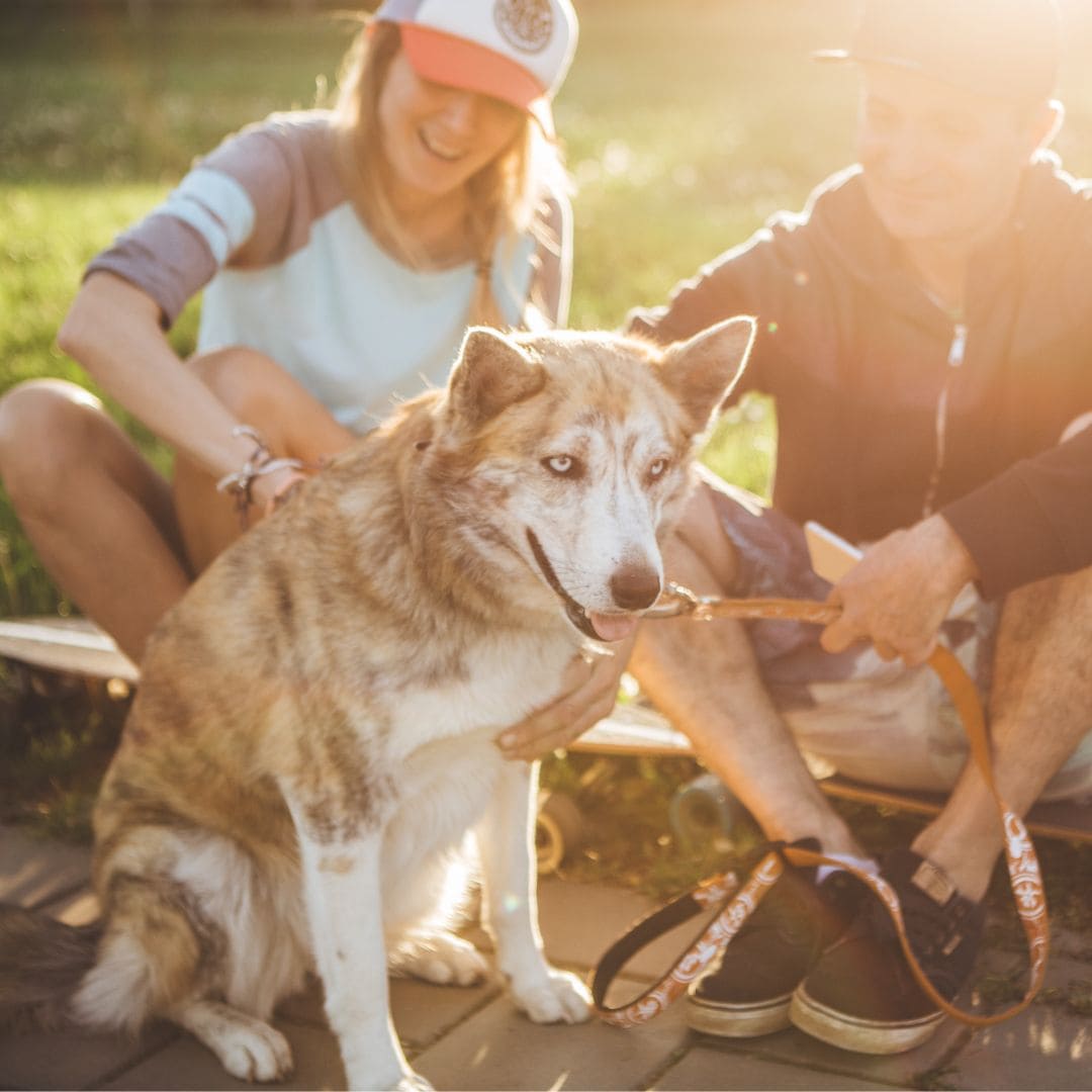 inooko-offre-speciale-educateu…eleveur-professionnel-canin