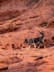 non-stop-dogwear-harnais-Trekking-Line-CLIP_N-Sable