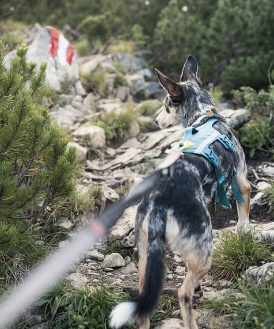 non-stop-dogwear-harnais-chien-Ramble-harness-long