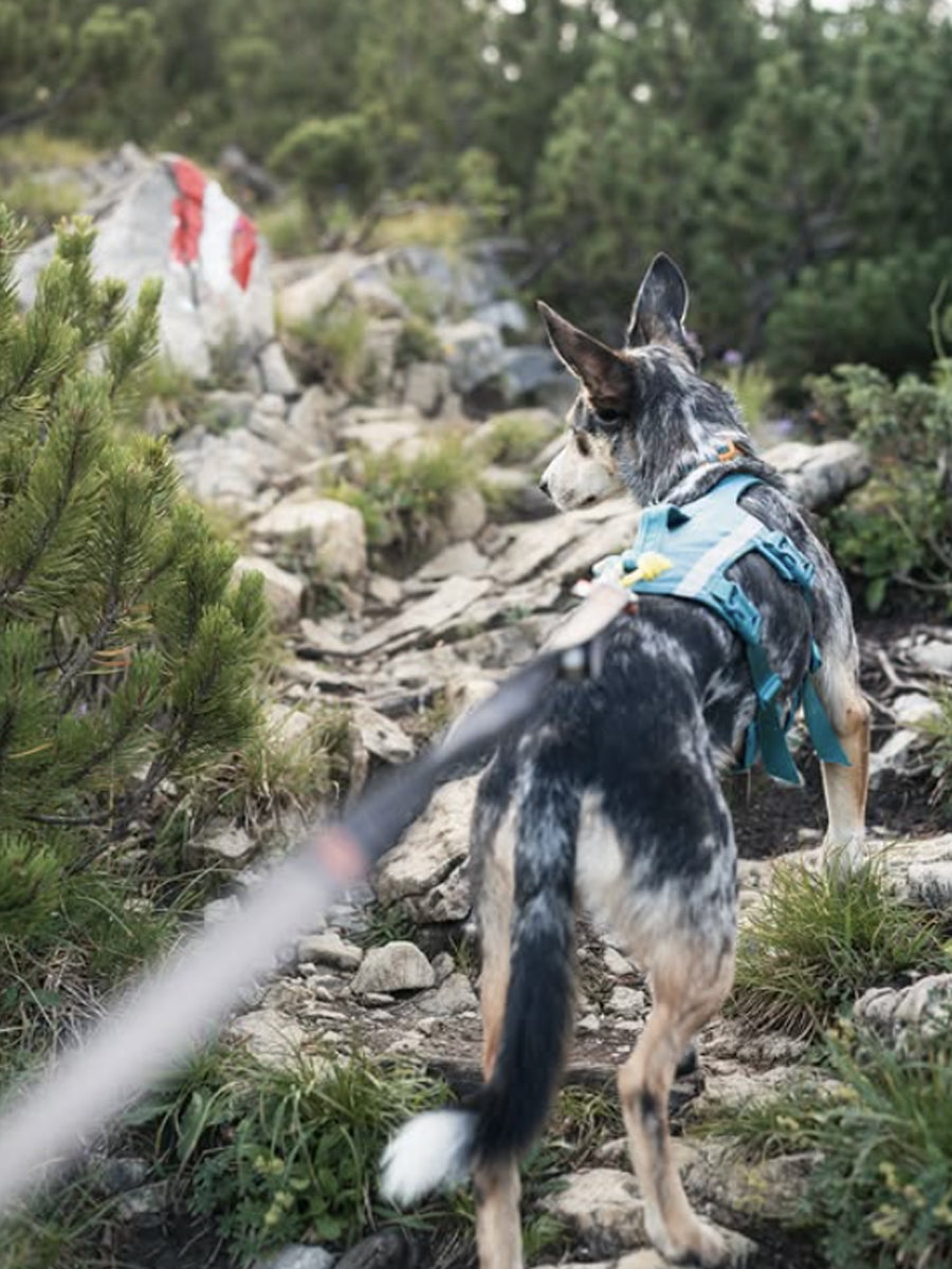 non-stop-dogwear-harnais-chien-Ramble-harness-long