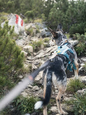 non-stop-dogwear-harnais-chien-Ramble-harness-long
