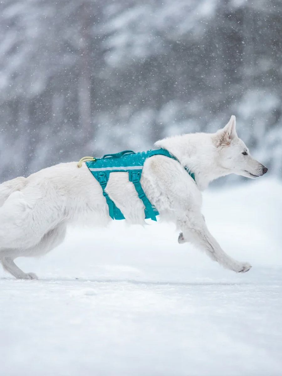 non-stop-dogwear-harnais-chien-Ramble-harness-long