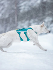 non-stop-dogwear-harnais-chien-Ramble-harness-long