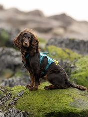 non-stop-dogwear-harnais-chien-Ramble-harness-long