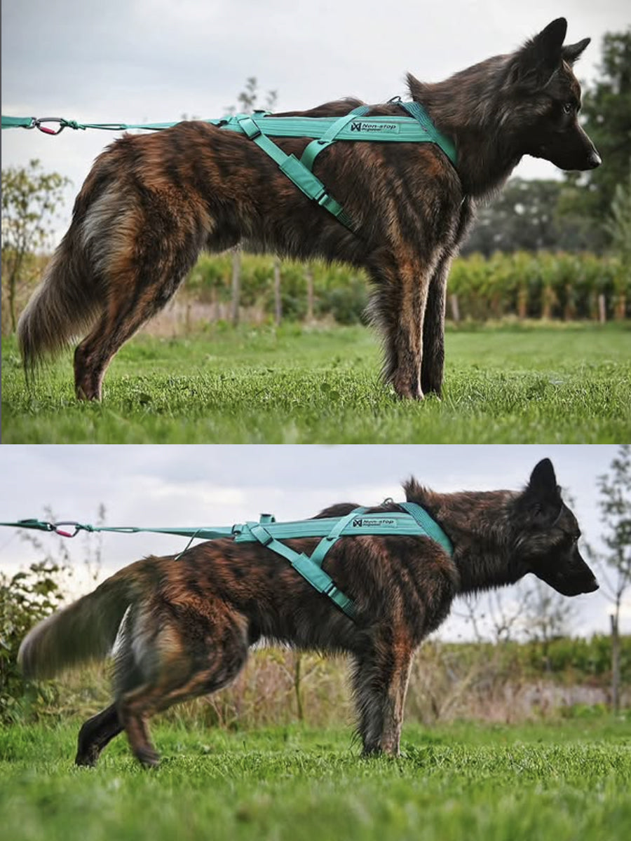non-stop-dogwear-harnais-de-traction-chien-freemotion-aqua
