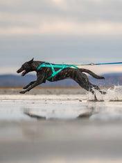 non-stop-dogwear-harnais-de-traction-chien-freemotion-aqua