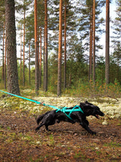 non-stop-dogwear-harnais-de-traction-chien-freemotion-aqua