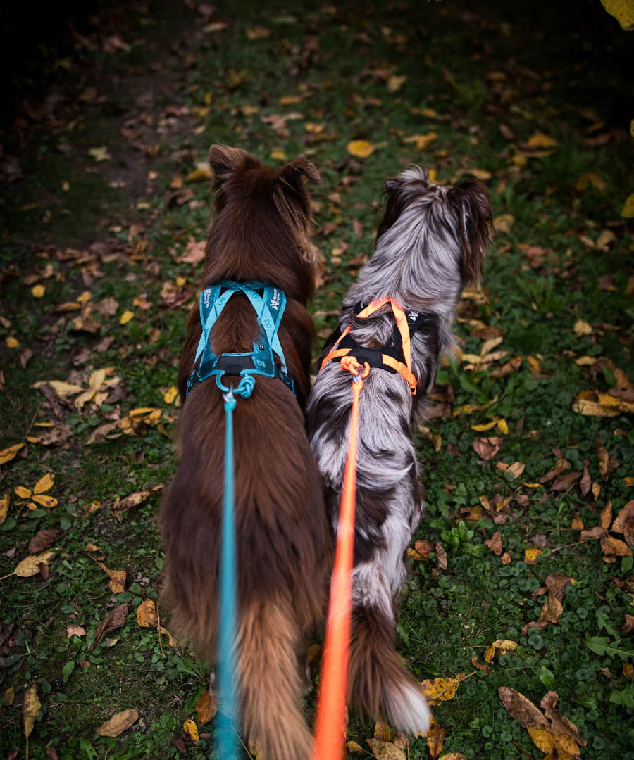 non-stop-dogwear-harnais-traction-rush-orange