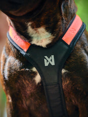 non-stop-dogwear-harnais-traction-rush-orange
