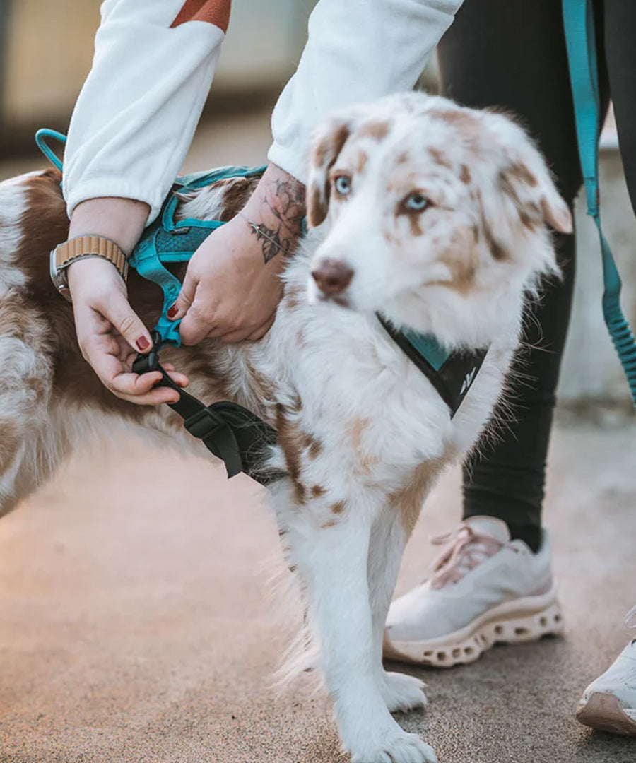 non-stop-dogwear-harnais-traction-rush-teal
