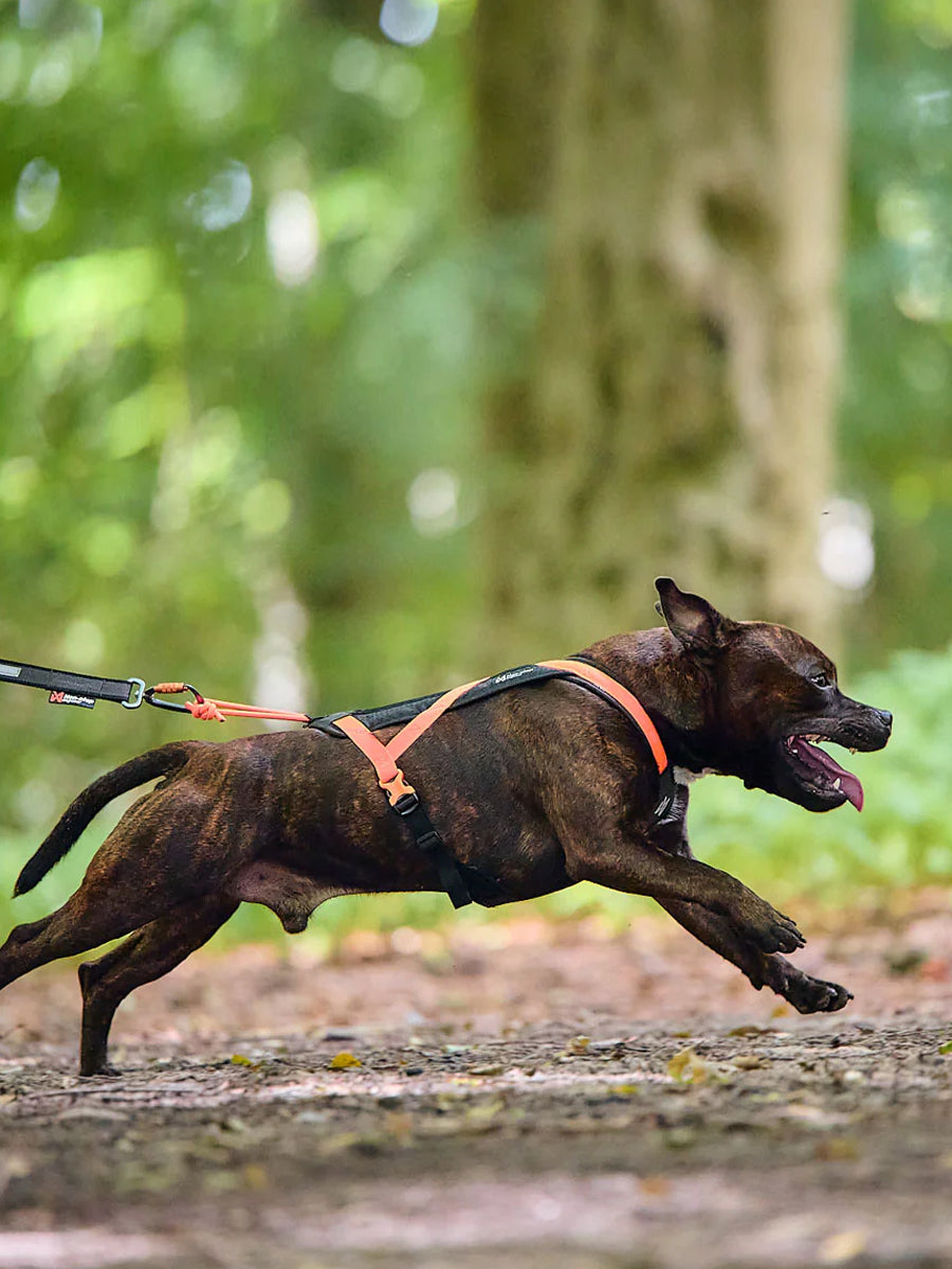 non-stop-dogwear-harnais-traction-rush-orange
