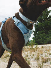 ruffwear-collier-front-range-flex-pour-chien-bleu