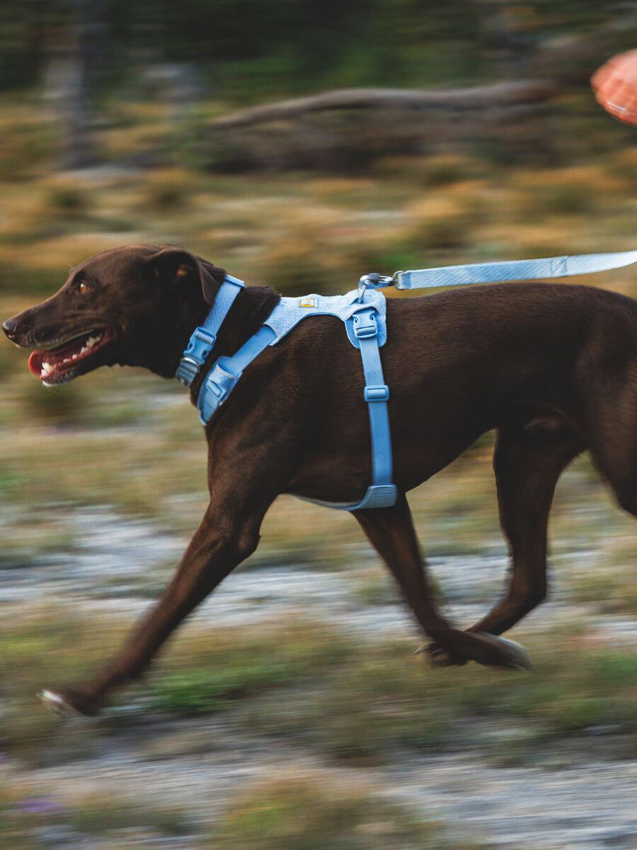ruffwear-collier-front-range-flex-pour-chien-bleu