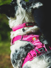 ruffwear-collier-pour-chien-Front-Range-rose-Pink-mountain
