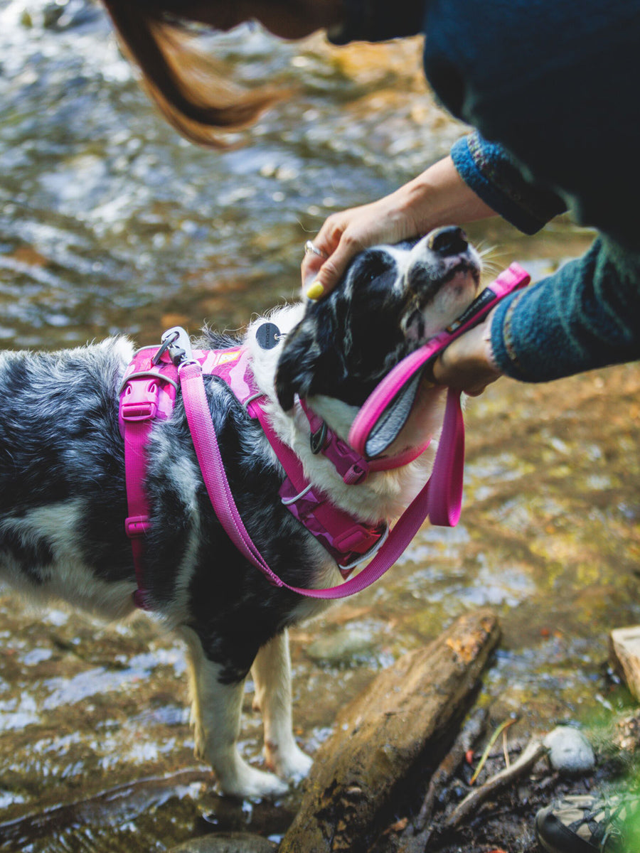 ruffwear-collier-pour-chien-Front-Range-rose-Pink-mountain