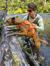 ruffwear-harnais-web-master-pour-chien-orange