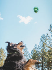 ruffwear-jouet-resistant-eco-friendly-durable-naturel-Toadstool-morel-vert