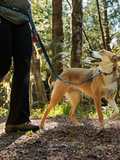 ruffwear-laisse-main-libre-pour-chien-roamer-bleu
