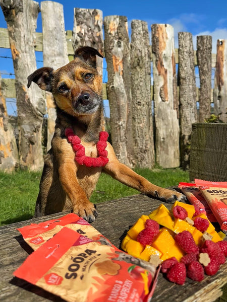 soopa-friandise-naturelles-chien-dog-bites-mangue-framboise