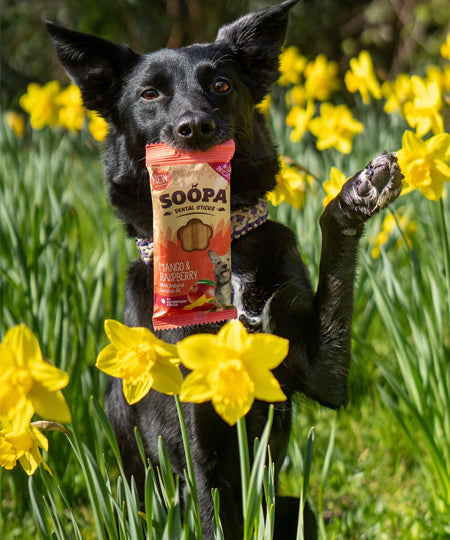 soopa-friandise-naturelles-chien-dog-treat-mangue-framboise