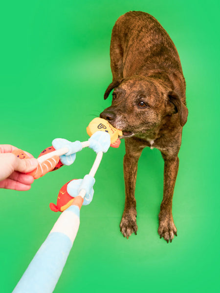 the-furry-folks-jouet-de-fouille-puzzle-interactif-pour-chien-canne-a-peche-poisson