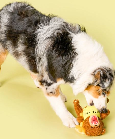 the-furry-folks-jouet-de-fouille-puzzle-interactif-pour-chien-ours-Tofino