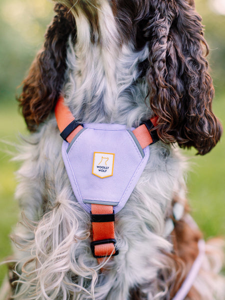 woolywolf-harnais-design-pour-chien-Color-Block