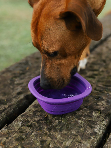 zee-dog-gamelle-transport-pliable-Go-Bowl-Peak