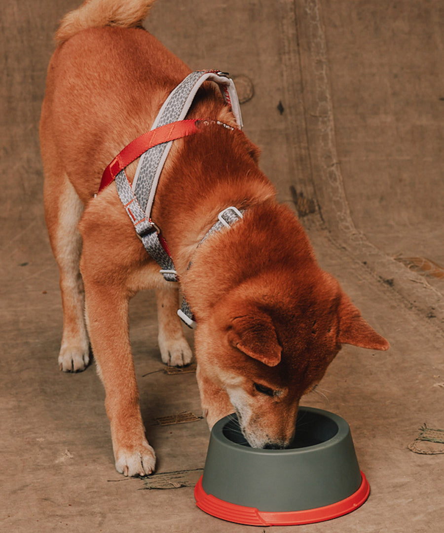 zee-dog-x-reebok-suede-gamelle-pour-chien