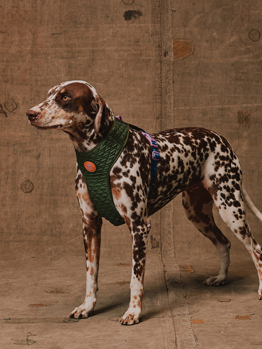 zee-dog-x-reebok-trekk-harnais-pour-chien