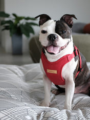 Charlie_s-Backyard-harnais-confort-pour-chien-rouge