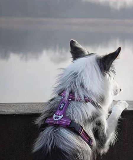DOG-Copenhagen-harnais-comfort-walk-air-pour-chien-resistant-violet