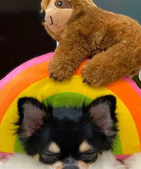     Fringe-petshop-peluche-design-chien-289370-sloth-on-a-rainbow