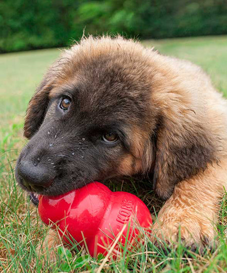 jouet en caoutchouc naturel très résistant pour les chiens à puissantes mâchoires