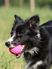 Kiwi-walker-balle-TPR-pour-chien-chiot-rose