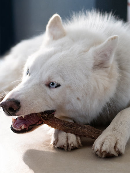       inooko-friandises-chien-naturelles-oesophage-boeuf